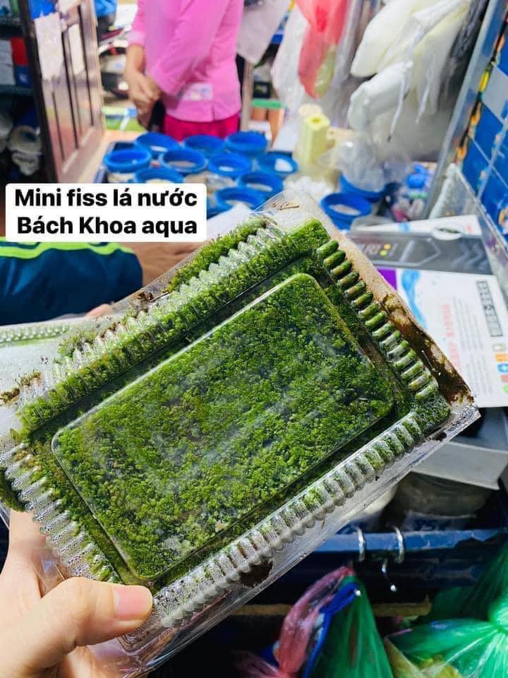 Rêu Minifiss lá nước